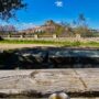 Morella